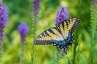 Eastern Tiger Swallowtail on Prairie blazing star-Rock Cave Nature Preserve-Effingham County-IL Art Print